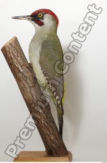 Green Woodpecker - Picus viridis 0002